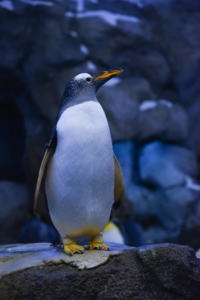 Corso Linux System Administrator