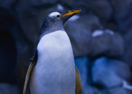 Corso Linux System Administrator