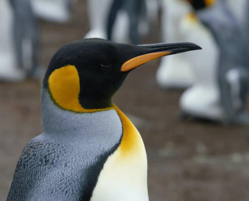 Corso Linux System Engineer