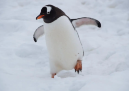 Linux essentials