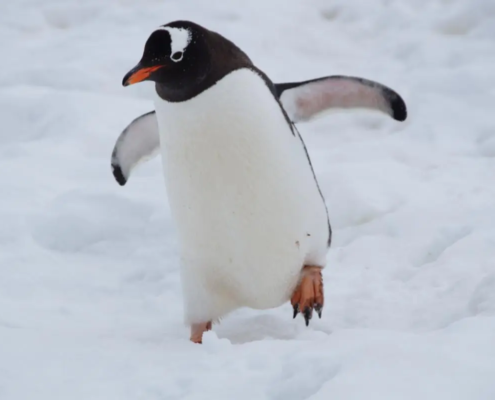 Corso Linux essential