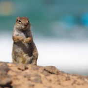 Il gopher è la mascotte del linguaggio di programmazione Go (Golang).