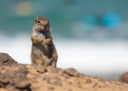 Il gopher è la mascotte del linguaggio di programmazione Go (Golang).