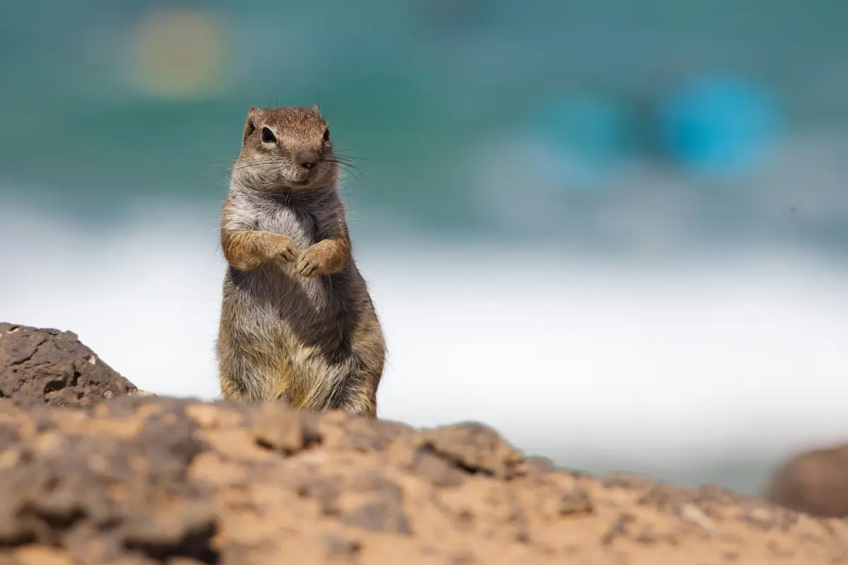 Il gopher è la mascotte del linguaggio di programmazione Go (Golang).